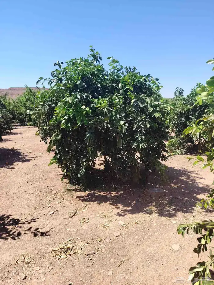 يوجد لدينا نخل عربي 1