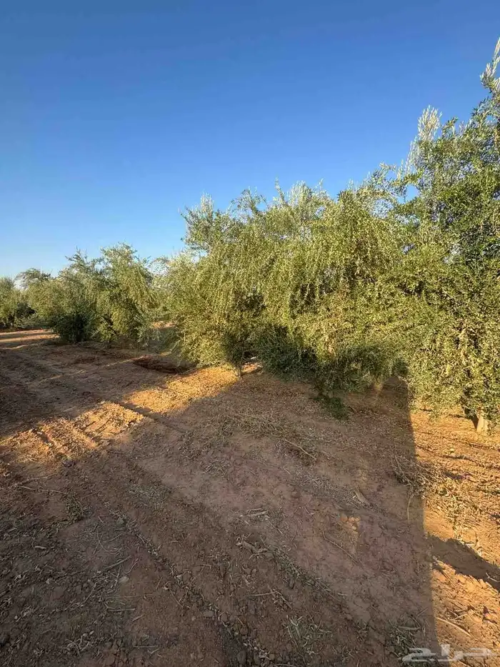 يوجد لدينا نخل عربي 2