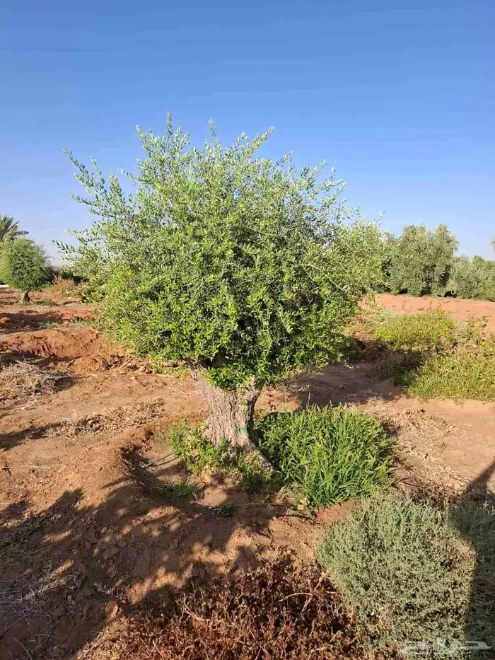 شجر زيتون معمر 2