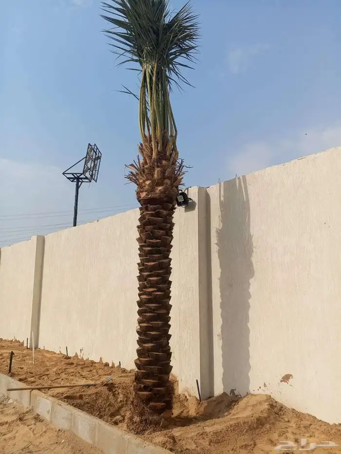يوجد نخل للبيع بجميع انواع ومقاسات النخل العربي المثمر 1