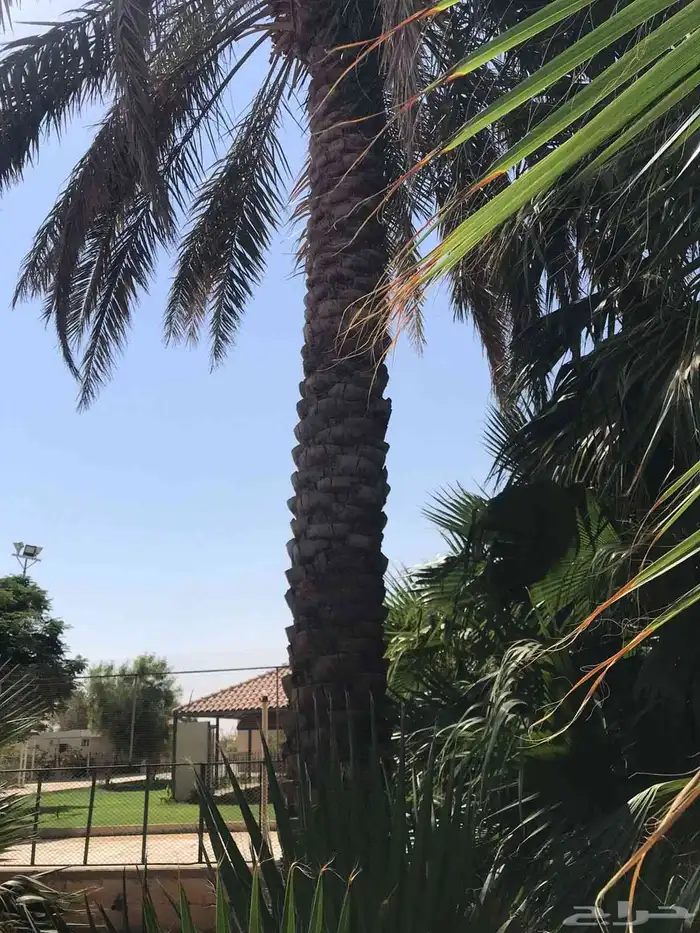 توريد جميع انواع النخل 7