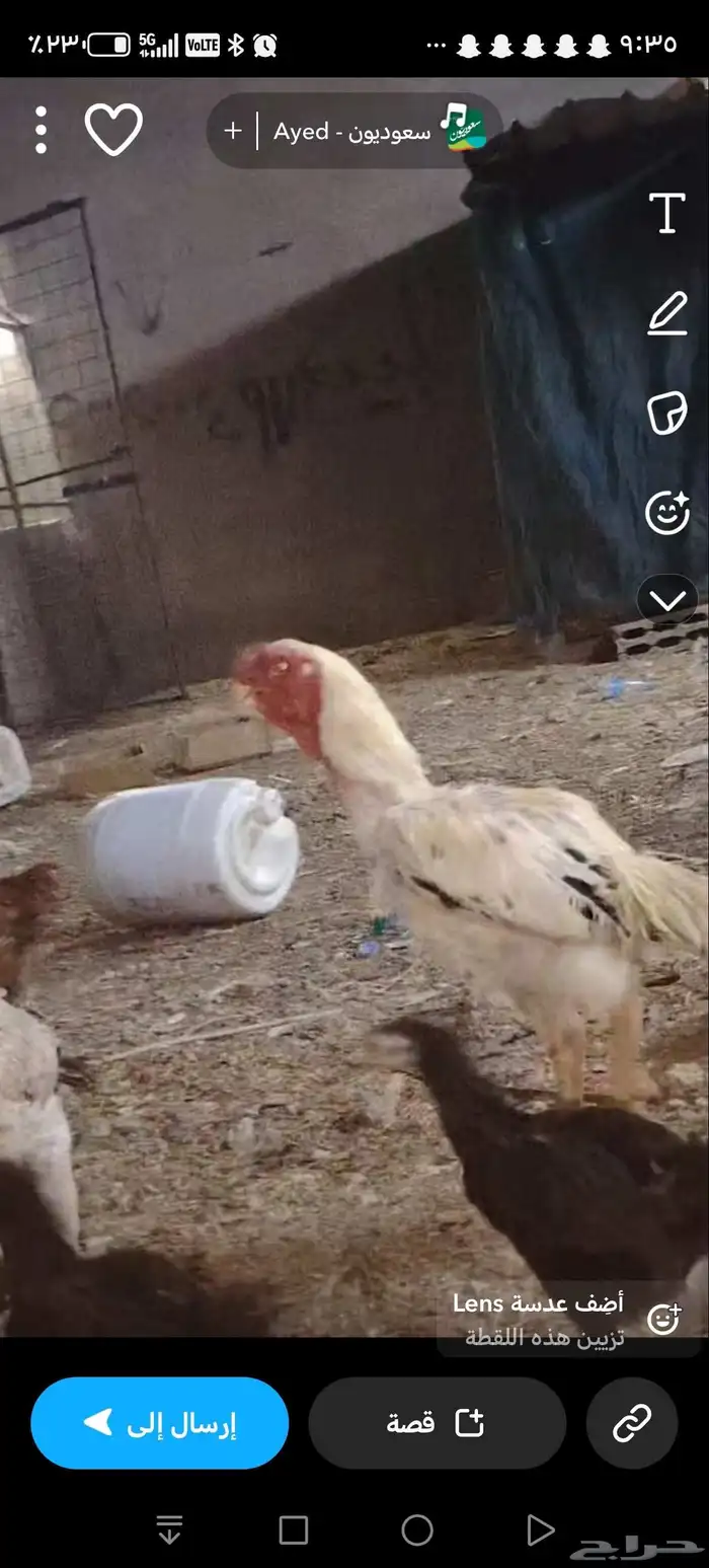 دجاجه وديك فارسي 2