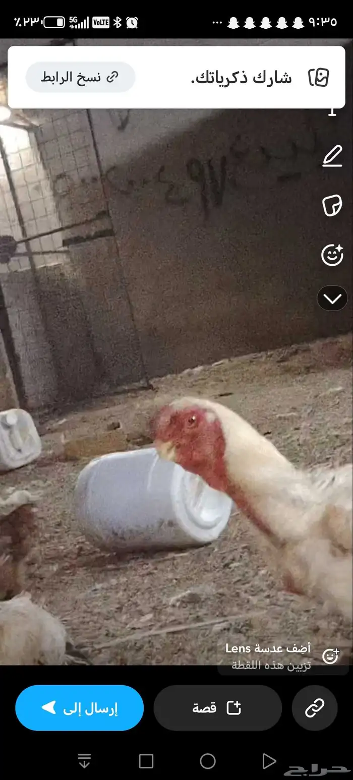 دجاجه وديك فارسي 3