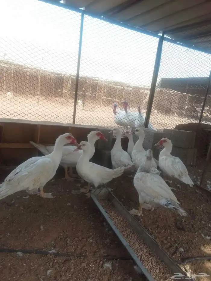 بط مسكوفي 2