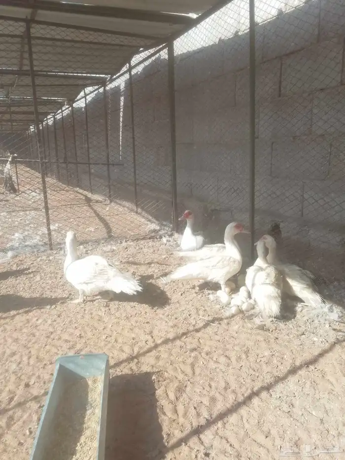 بط مسكوفي 1