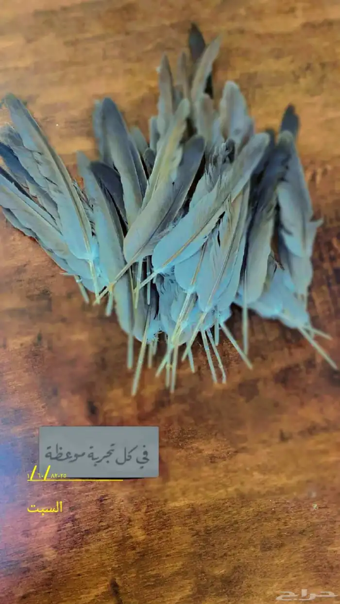 قمري مشروط م.ي.ت 0