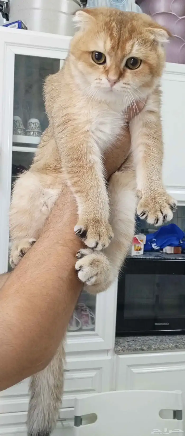 قط للتزاوج 1