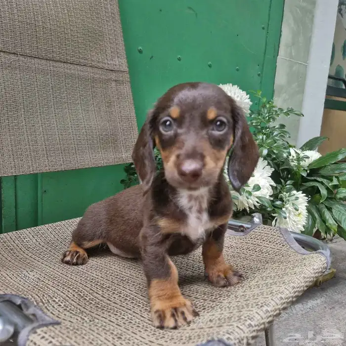 فرصة جرو داشهوند شوكلت تان مستورد للبيع بسعر مخفض 3