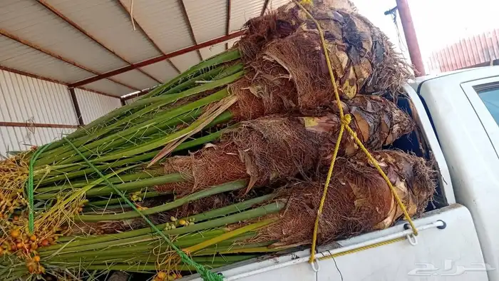 سلام عليكم ورحمة الله وبركاته يتوفر لدين نخل طيب برحي سكري ا 5