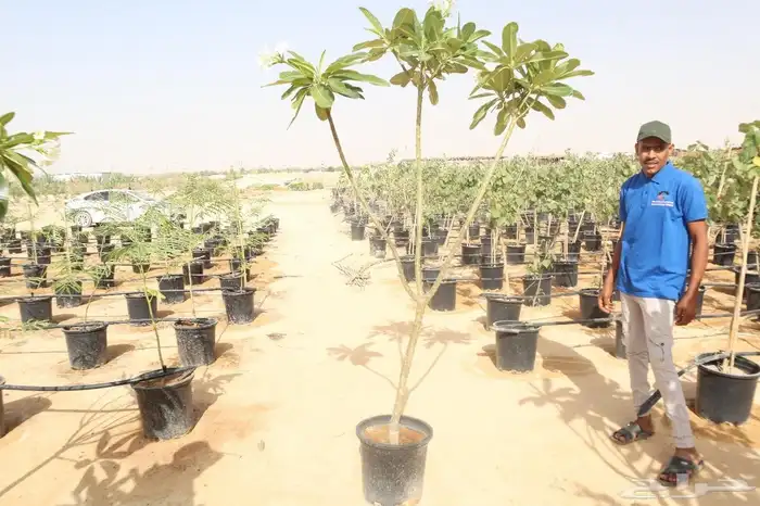 تنسق حدق مهندس محمد تركيب شبكات الري جميع الاشجار 3