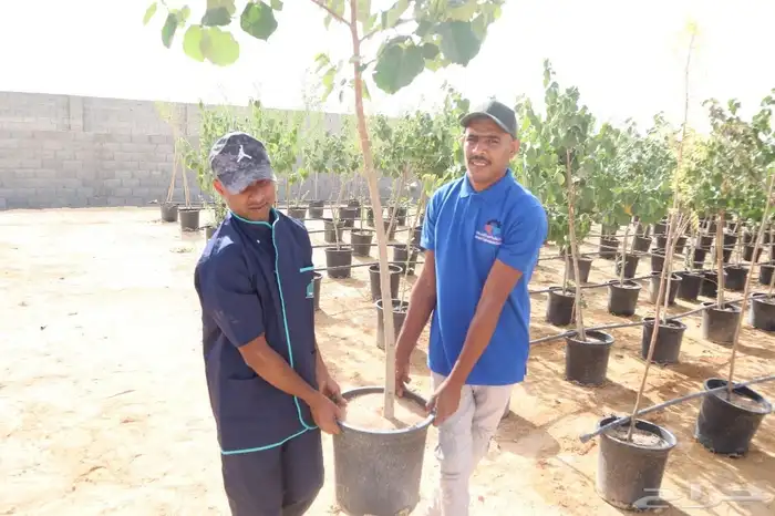 تنسق حدق مهندس محمد تركيب شبكات الري جميع الاشجار 4