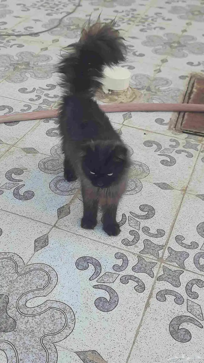 قطط شيرازيه فارسية أصيلة للتبني 1