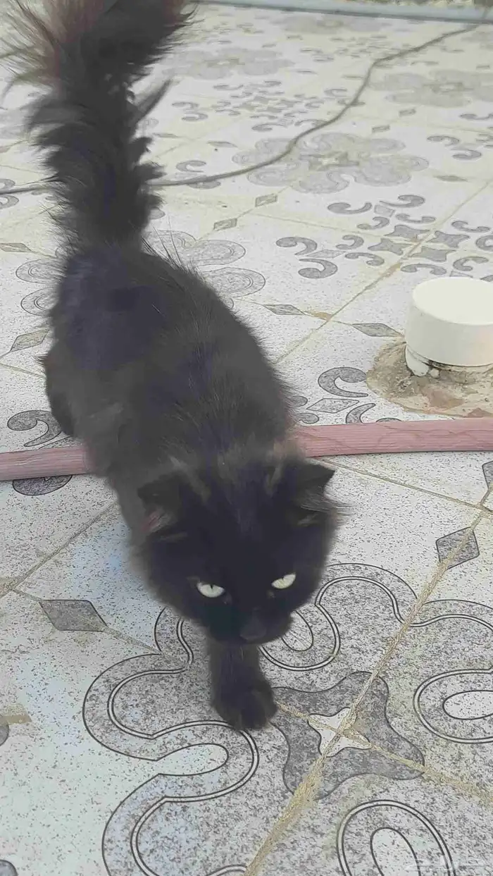 قطط شيرازيه فارسية أصيلة للتبني 0