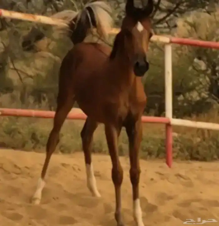 مهره شو فاخره بخميس مشيط 2