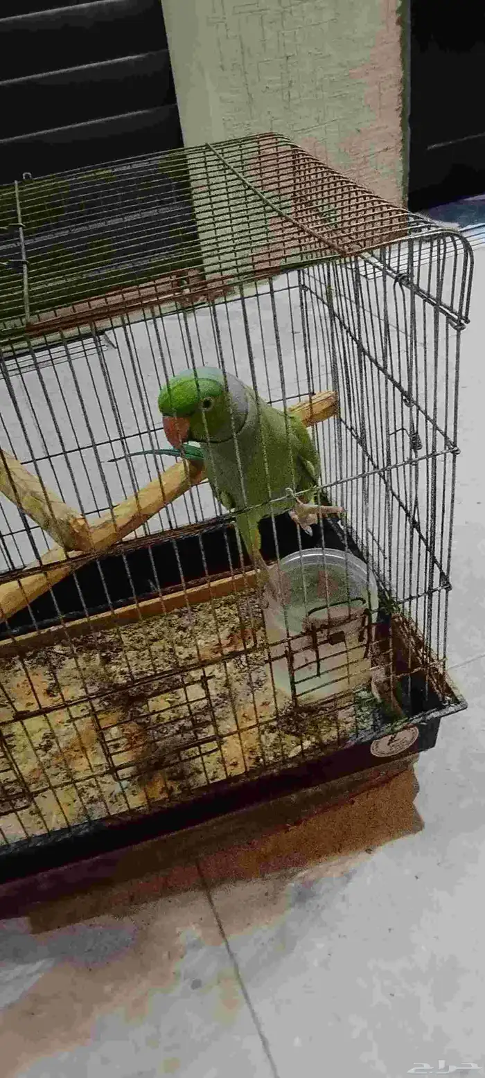 درة باكستاني للبيع 1