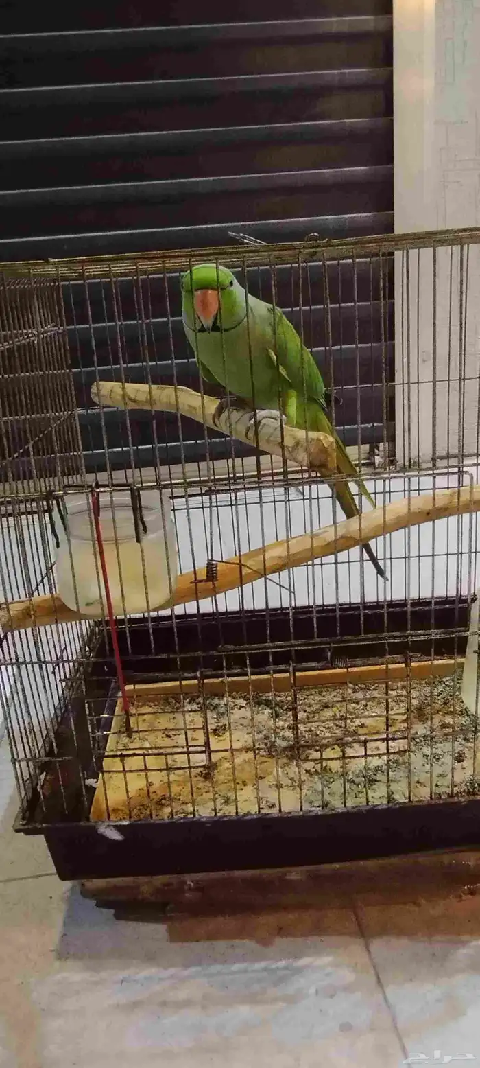 درة باكستاني للبيع 0