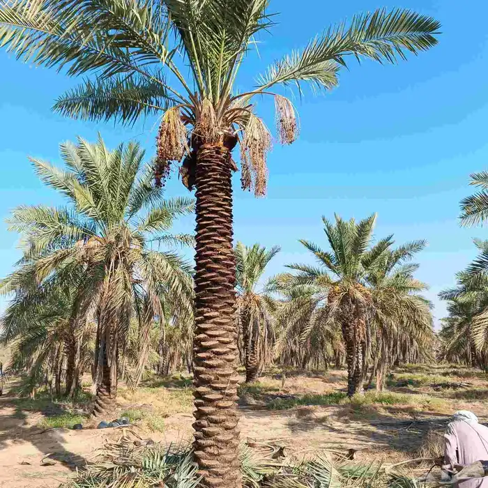 بيع نخل س ري 0