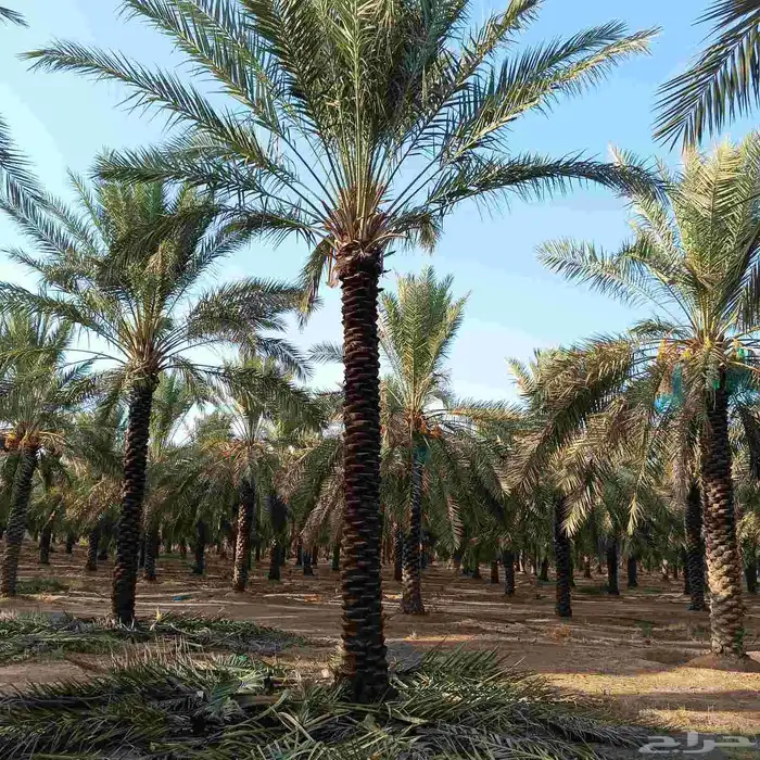بيع نخل طول 4 متر 5متر نخل طيب 0