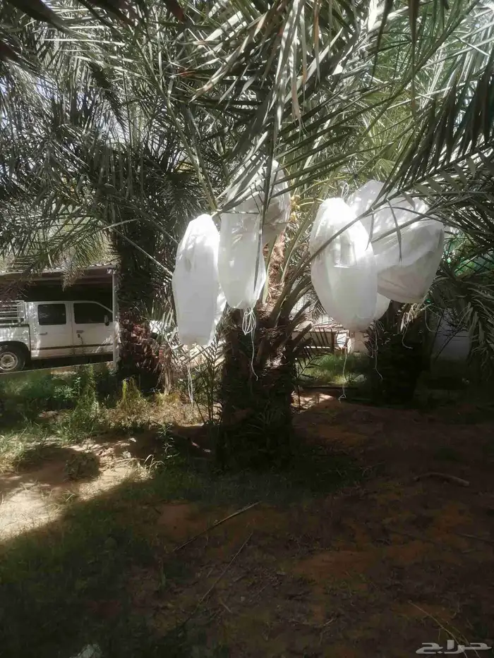 توريد جميع انواع النخل 6