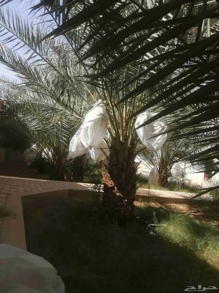 توريد جميع انواع النخل 5