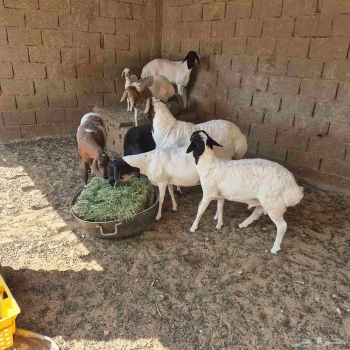 للبيع غنم بربري هجين 0