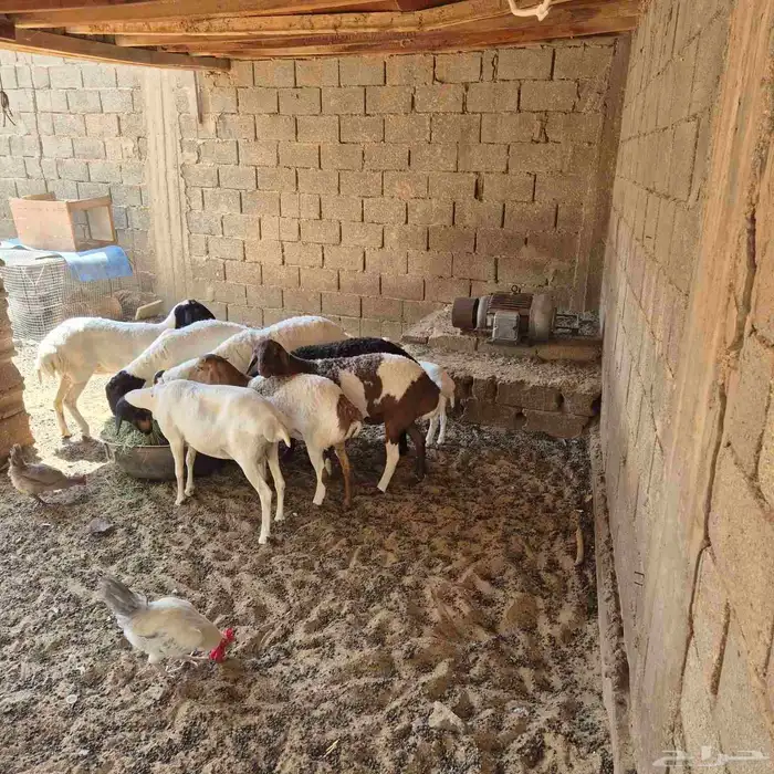 للبيع غنم بربري هجين 1