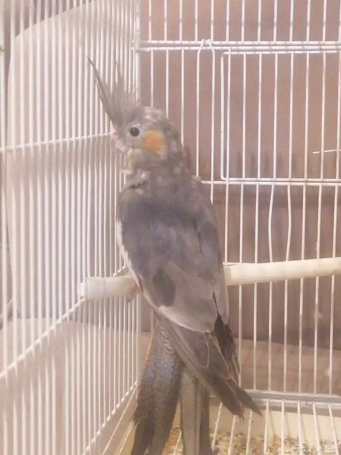 البيع كروان أنثى العمر 6 اشهور بدون ملحقت عله اسوم الموقع جو 2