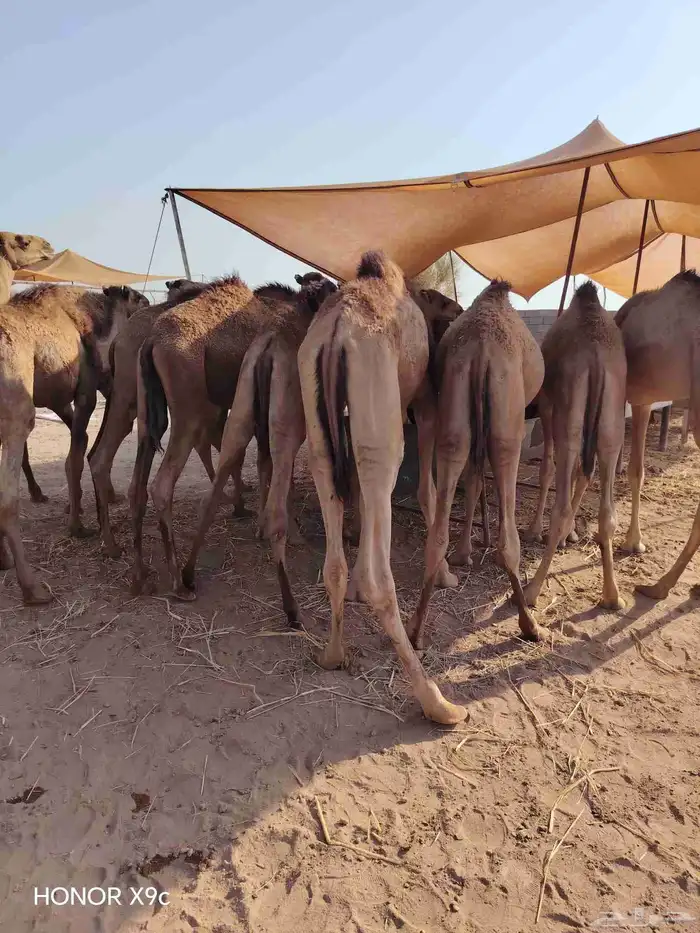 للتجااار والملاحم متوفر قعدان صومالية نظيفة جدا وع الضمان 5