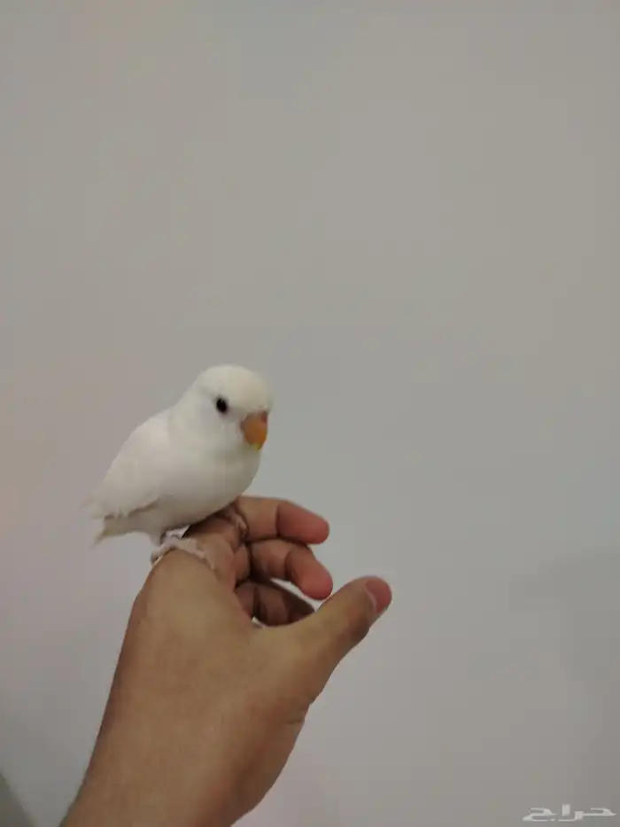 ا روز البينو نادر عيون حمر أليف وهدد داخلي 0