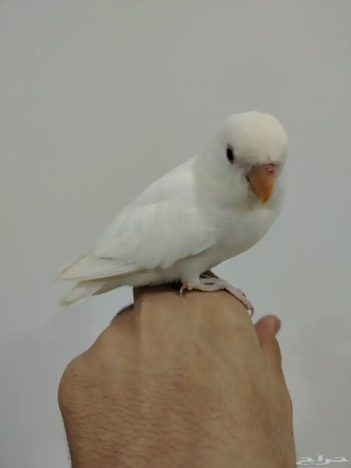ا روز البينو نادر عيون حمر أليف وهدد داخلي 1