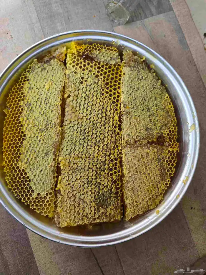 قص عسل القرض اليوم 1