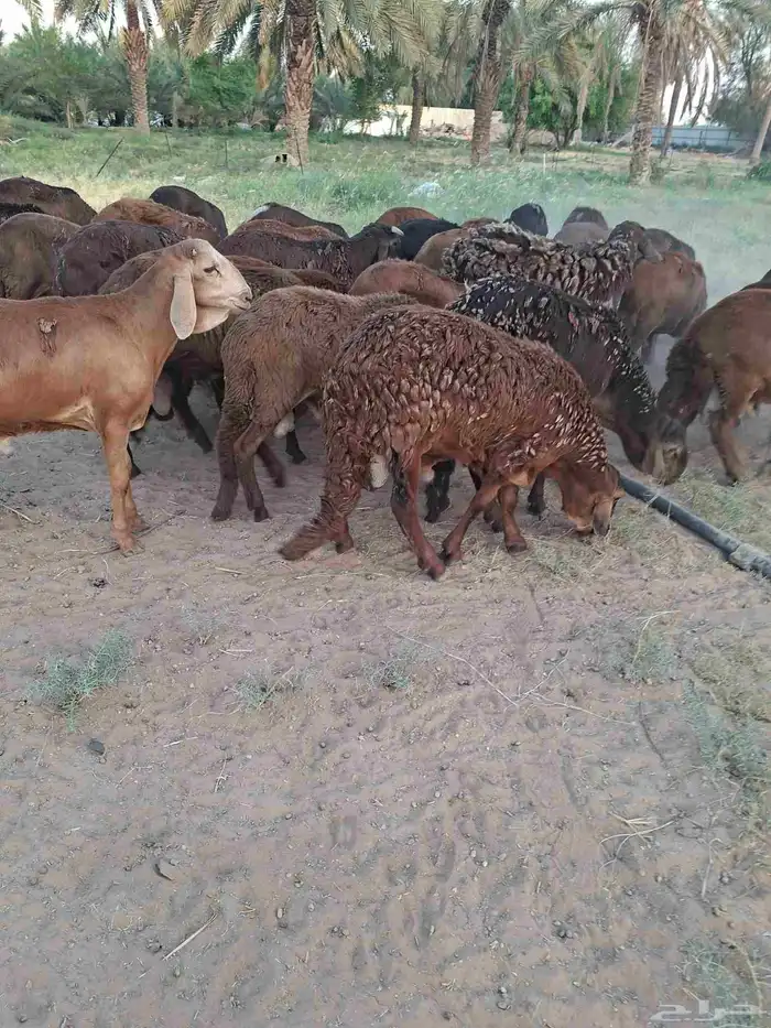 طليان سواكن 3