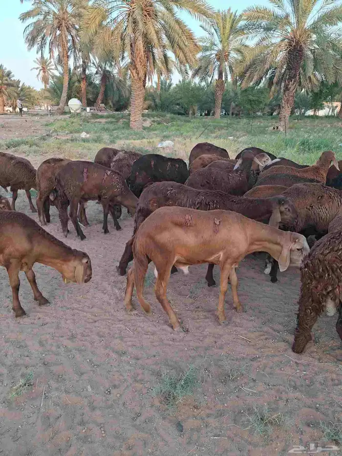 طليان سواكن 1