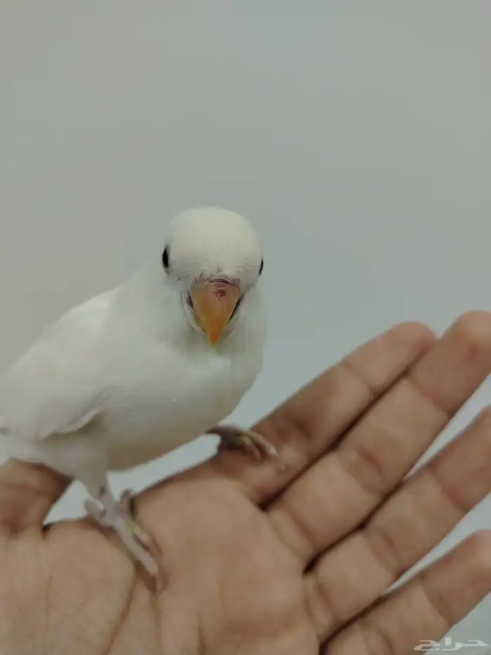 ا روز البينو نادر عيون حمر أليف وهدد داخلي 2