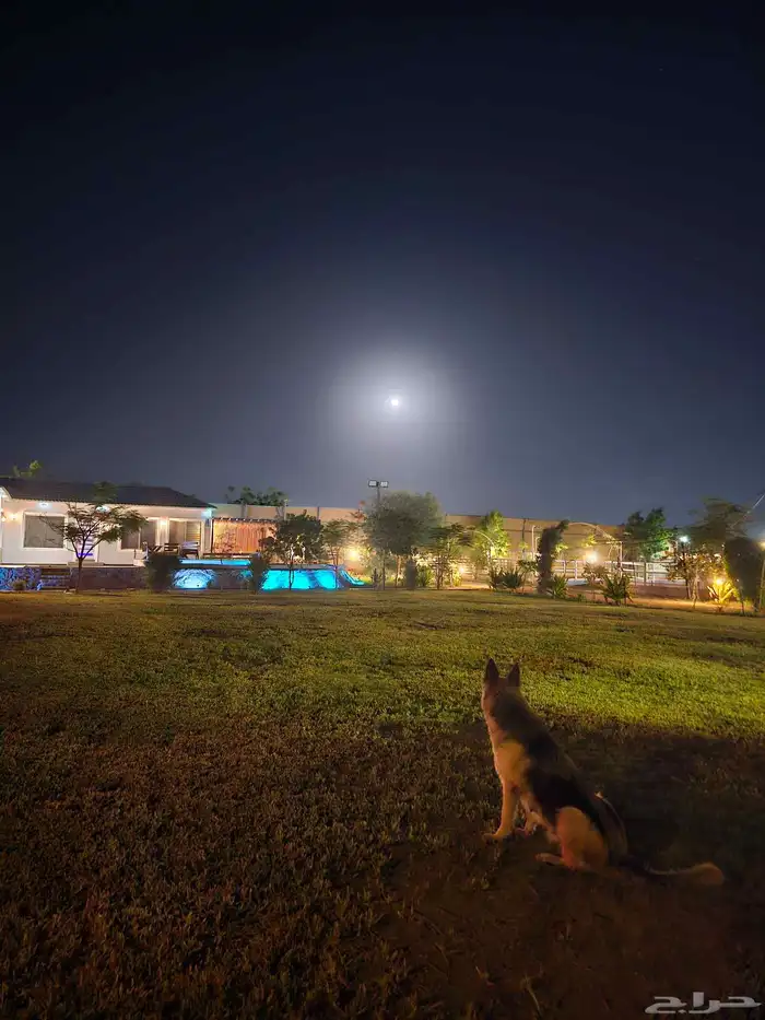 مربط الصبا ايواء خدمات العناية بالخيل الغولاء 12