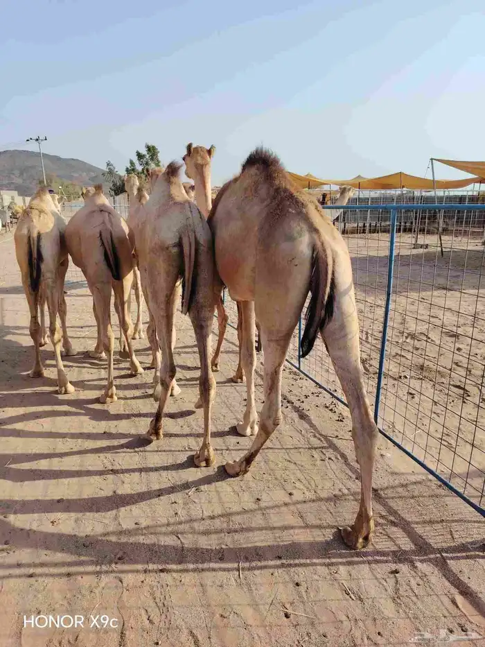 للتجااار والملاحم متوفر قعدان صومالية نظيفة جدا وع الضمان 3