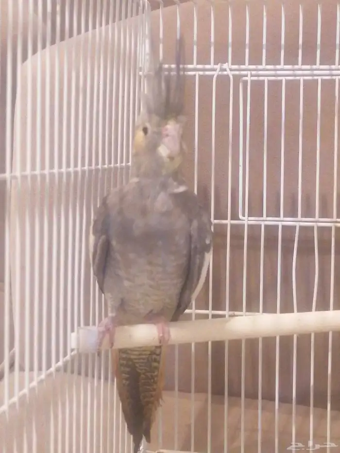 البيع كروان أنثى العمر 6 اشهور بدون ملحقت عله اسوم الموقع جو 3