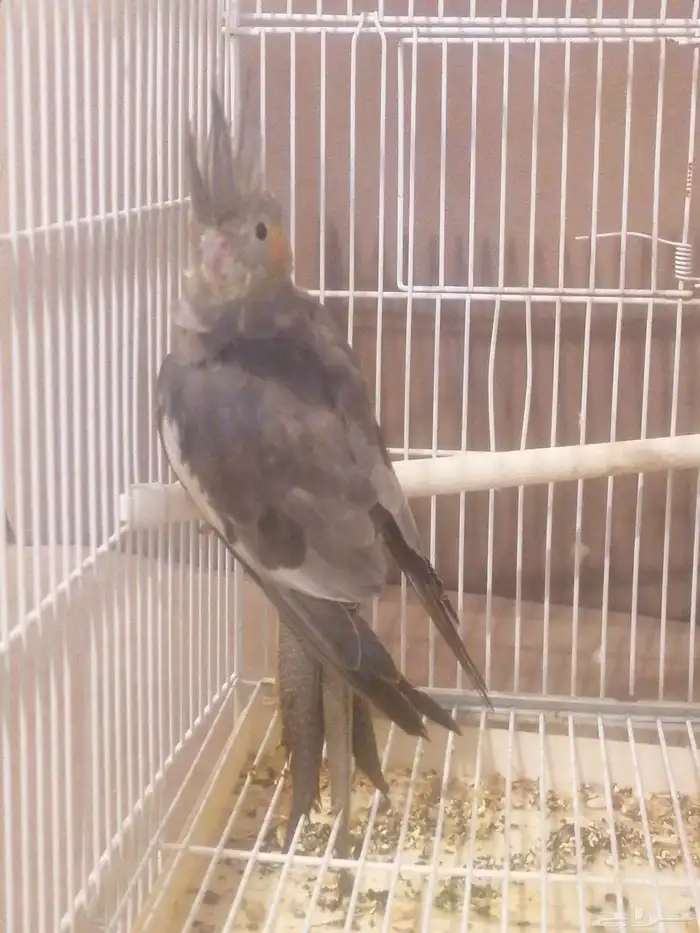 البيع كروان أنثى العمر 6 اشهور بدون ملحقت عله اسوم الموقع جو 1