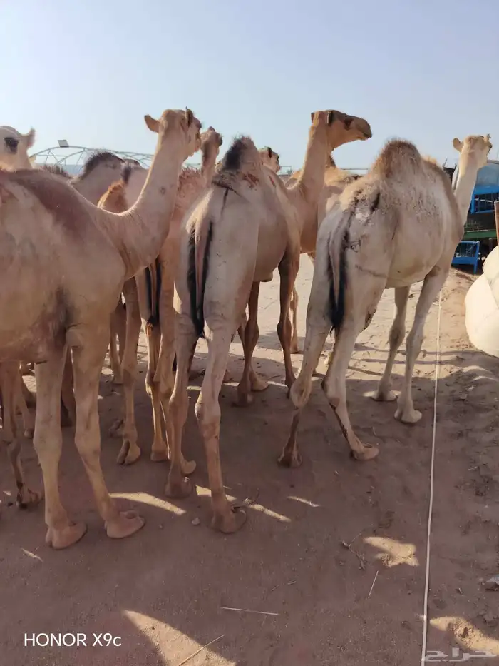 للتجااار والملاحم متوفر قعدان صومالية نظيفة جدا وع الضمان 1