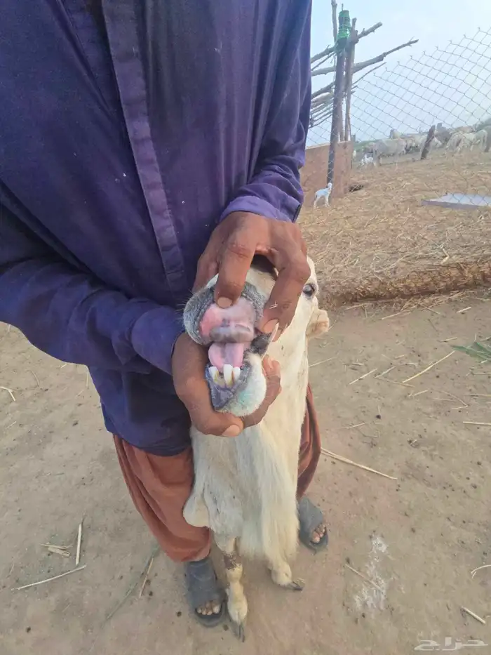 خرفان فحول مشروطة سنها موضح في الصوره 4