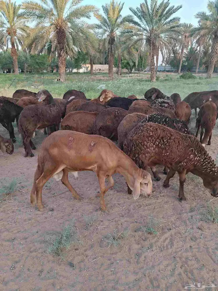طليان سواكن 0