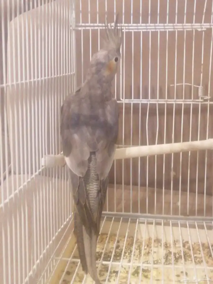 البيع كروان أنثى العمر 6 اشهور بدون ملحقت عله اسوم الموقع جو 0