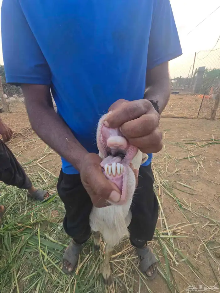 خرفان فحول مشروطة سنها موضح في الصوره 2