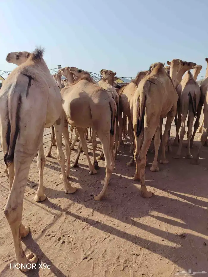 للتجااار والملاحم متوفر قعدان صومالية نظيفة جدا وع الضمان 4