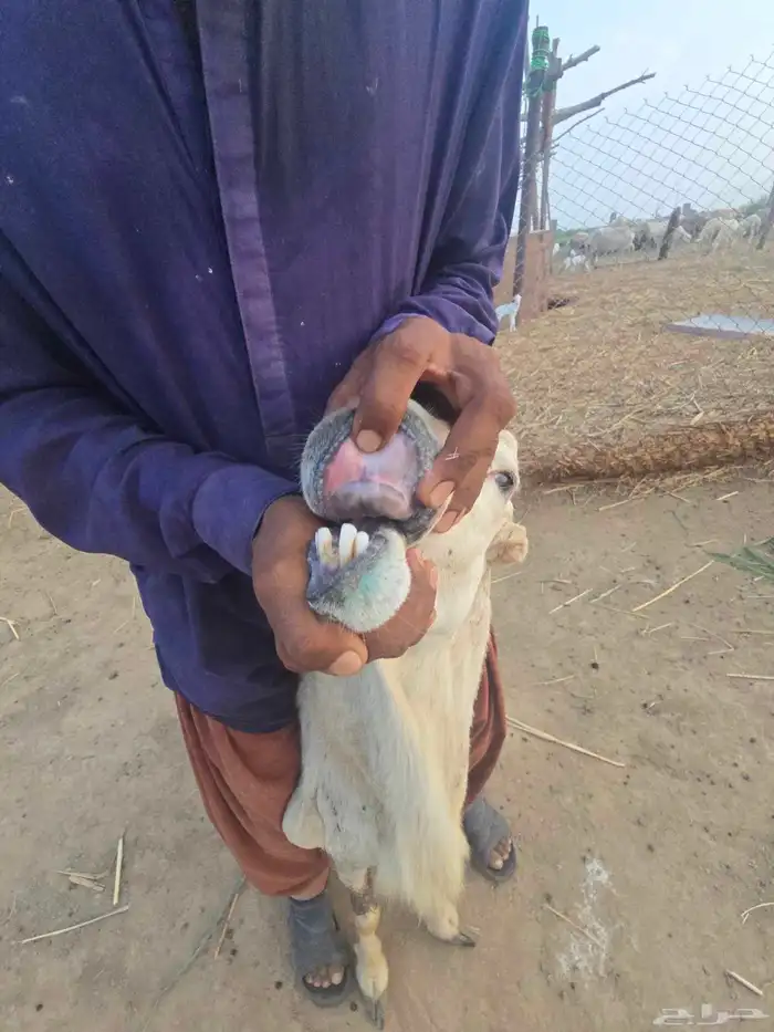 خرفان فحول مشروطة سنها موضح في الصوره 3