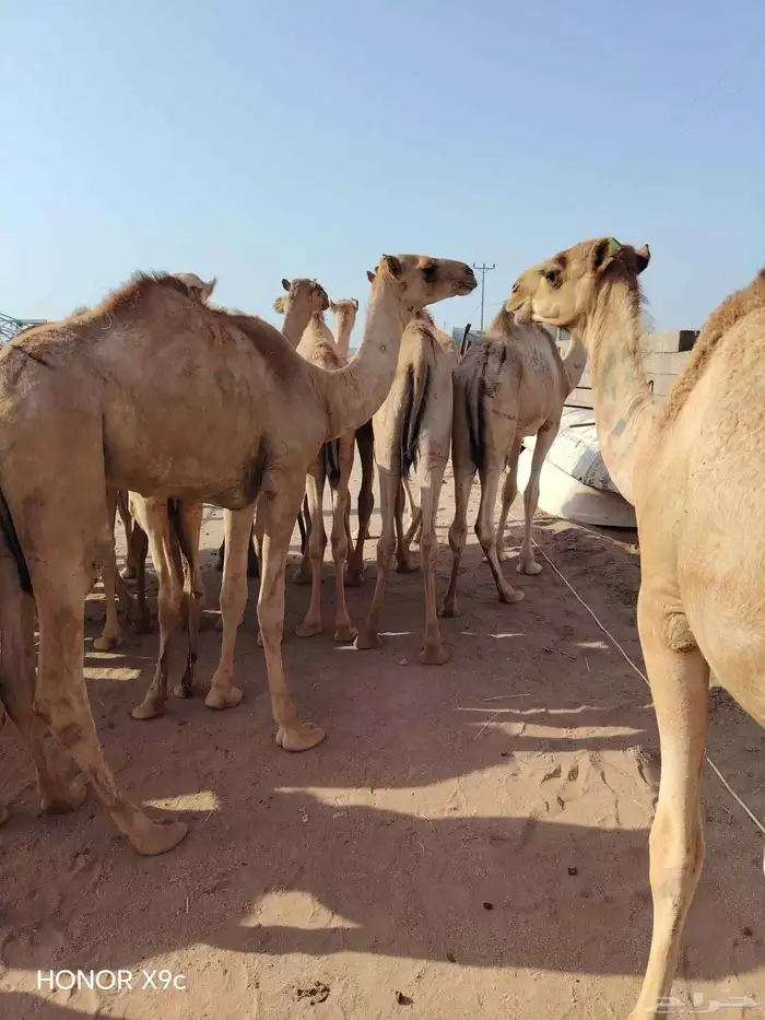 للتجااار والملاحم متوفر قعدان صومالية نظيفة جدا وع الضمان 0