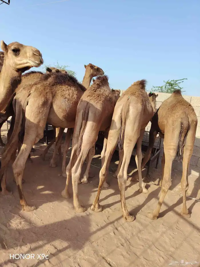 للتجااار والملاحم متوفر قعدان صومالية نظيفة جدا وع الضمان 2