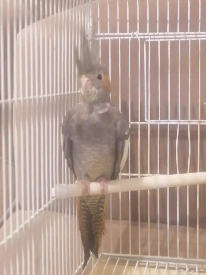 البيع كروان أنثى العمر 6 اشهور بدون ملحقت عله اسوم الموقع جو 4