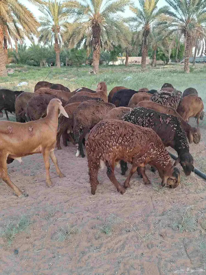 طليان سواكن 2