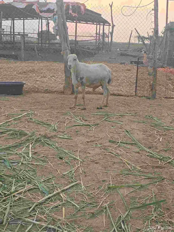 خرفان فحول مشروطة سنها موضح في الصوره 7